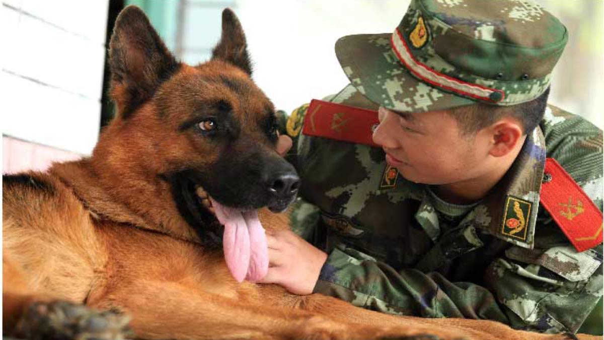 軍公教人員可認養緝毒犬